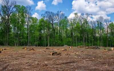 What is Land Clearing? A Comprehensive Guide for Property Owners